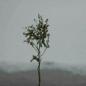 亚洲明星合成综合久久
