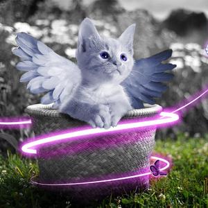 小凑四叶STARS破解版在哪下载
