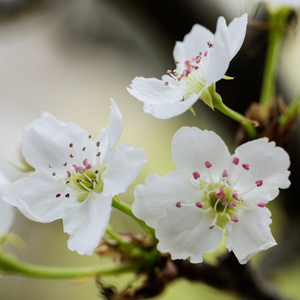 大学篮球体育撸鸡把chinese
